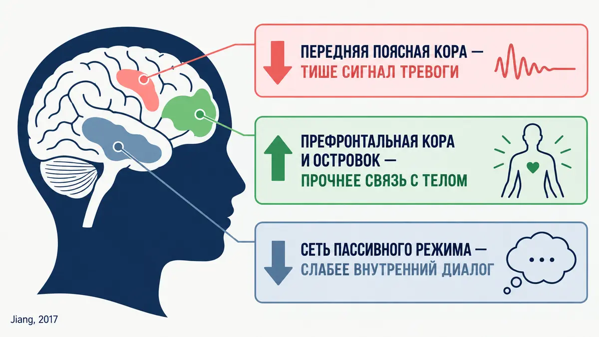 что происходит в мозге во время гипнотического транса, три изменения по данным фМРТ